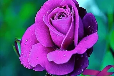 rosas