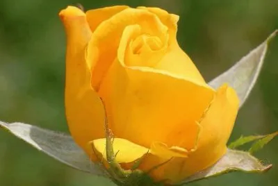 rosas