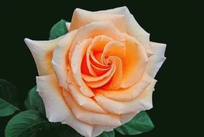 rosas