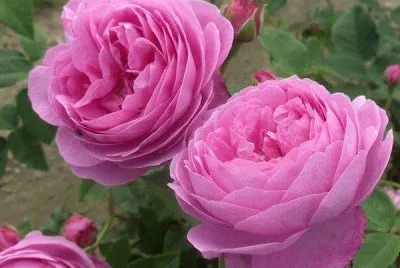 rosas