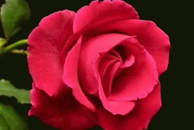 rosas