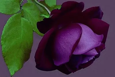 rosas