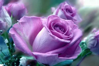 rosas