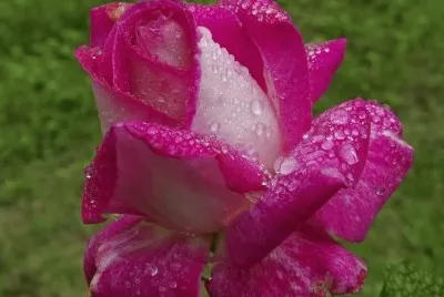 rosas