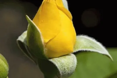 rosas