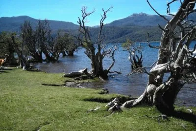 פאזל של Quila Quina. NeuquÃ©n. Argentina