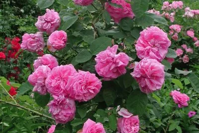 rosas