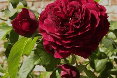 rosas