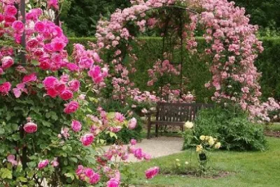 rosas