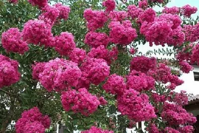 rosas