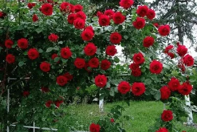rosas