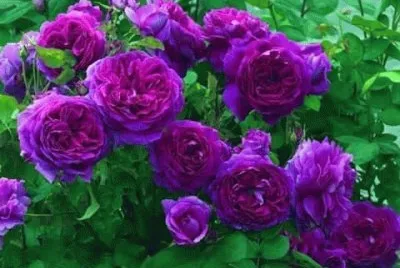 rosas