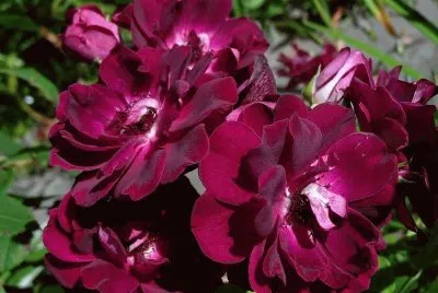rosas