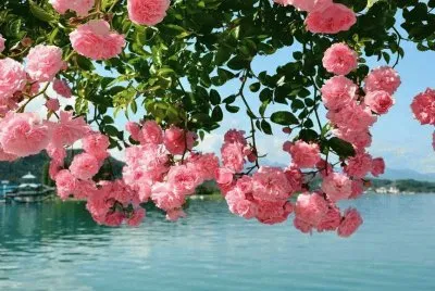 rosas
