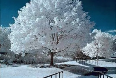 NEVE