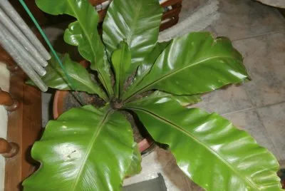 פאזל של MI HELECHO