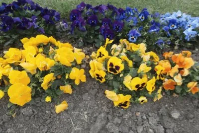 פאזל של PENSAMIENTOS