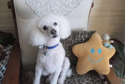 פאזל של DAISY MI CANICHE