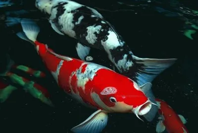 Koi Fish jigsaw puzzle