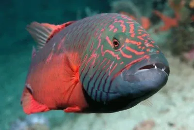 Funny Fish