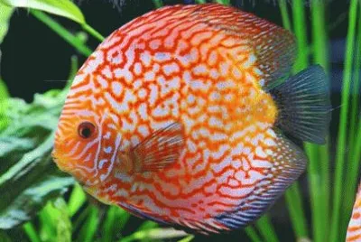 Discus