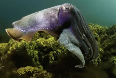 Cuttlefish