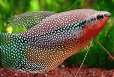 Gourami