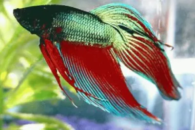 Betta