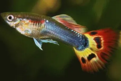 Guppy