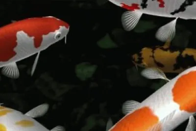 Koi jigsaw puzzle