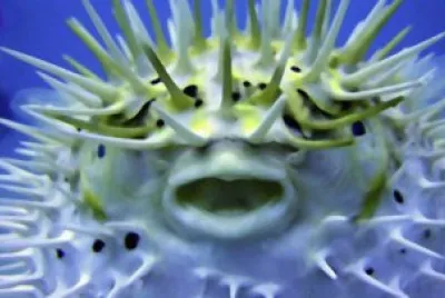 Puffer Fish