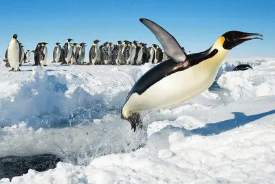 Penguins