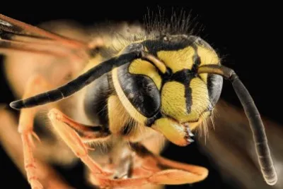 Bee jigsaw puzzle