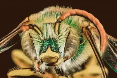 Bee jigsaw puzzle