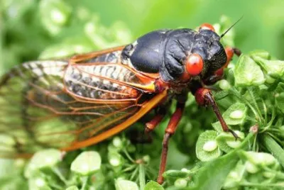 Cicada