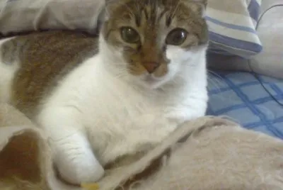 Pochita