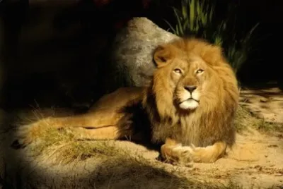 Lion