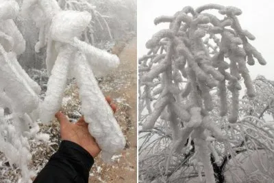 NEVE