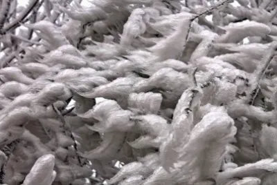 NEVE