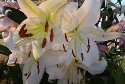 Blume