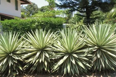 Pés de Agave