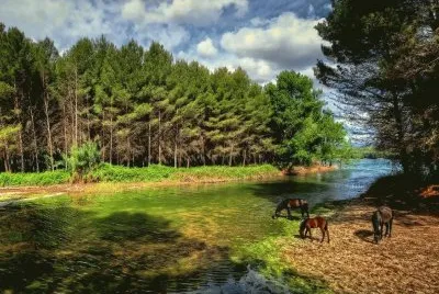 cavalo