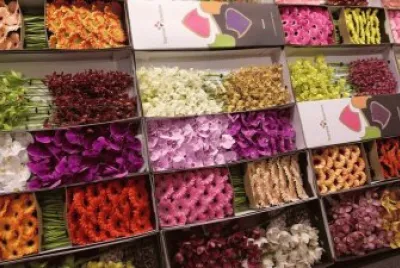flores