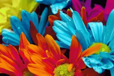 flores