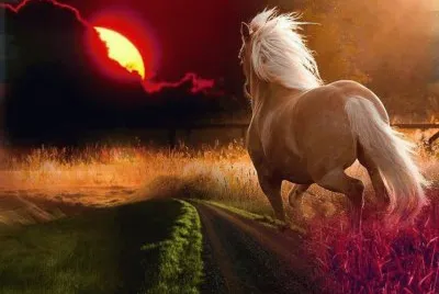 cavalo
