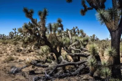 joshua-tree-arizona