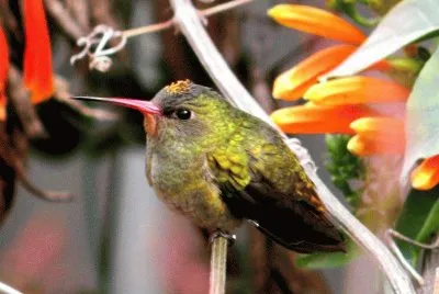 colibrÃ­