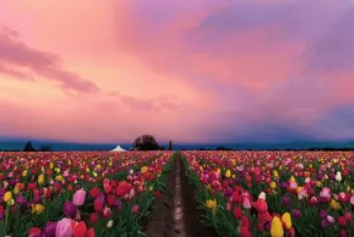 Blumen