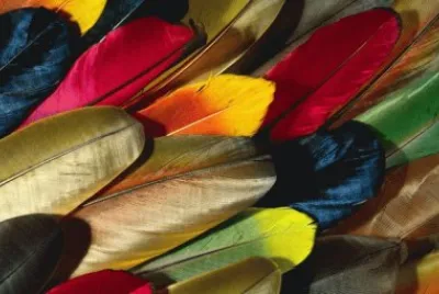 Parrot Feathers