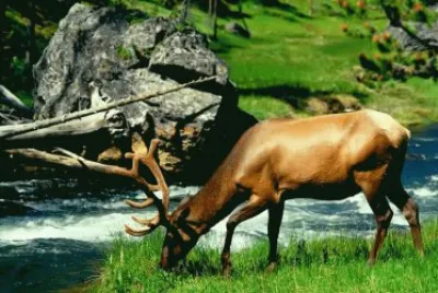 Elk